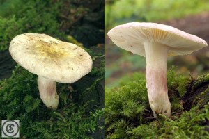 Russula olivacea